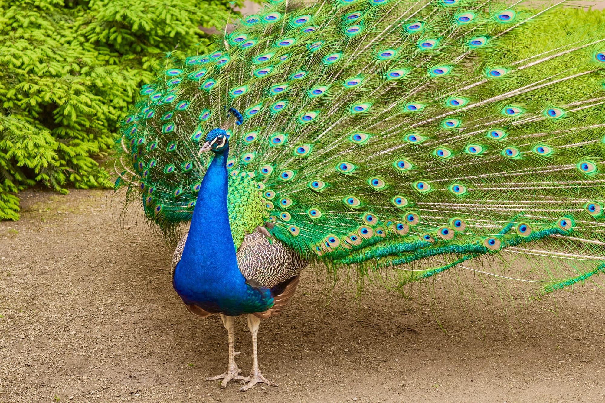Aves Brasileiras Confira as 26 Espécies Mais Bonitas do Brasil