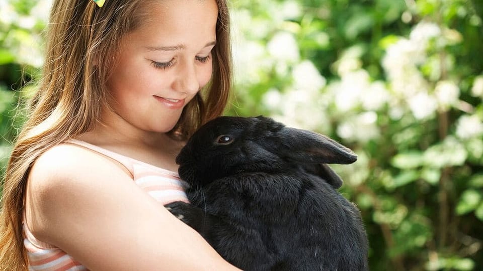Quantos Anos Vive um Coelho Saiba Tudo Sobre os Coelhos!